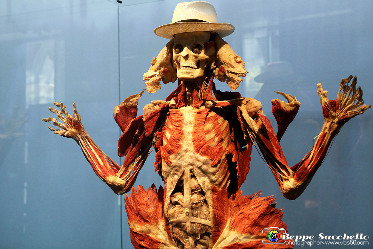 VBS_2910 - Mostra Body Worlds.jpg